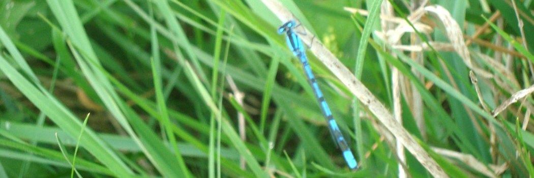 Cheiner Torfmoor, Salzwedel, Sachsen Anhalt