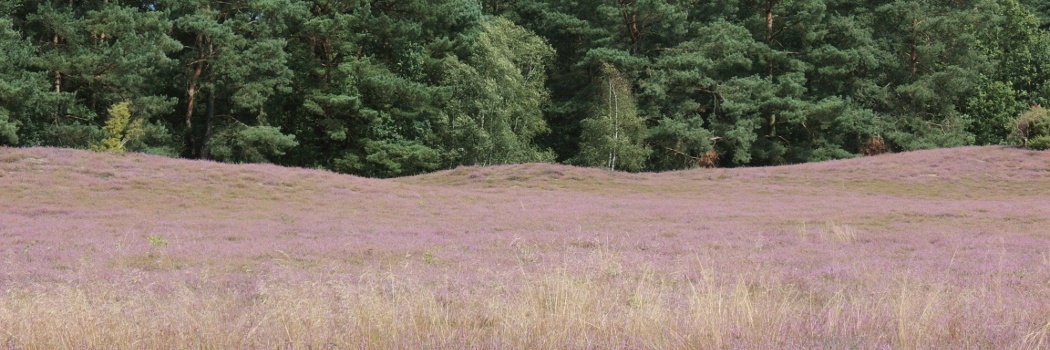 Urlaub in einer Ferienwohnung nahe der Nemitzer Heide