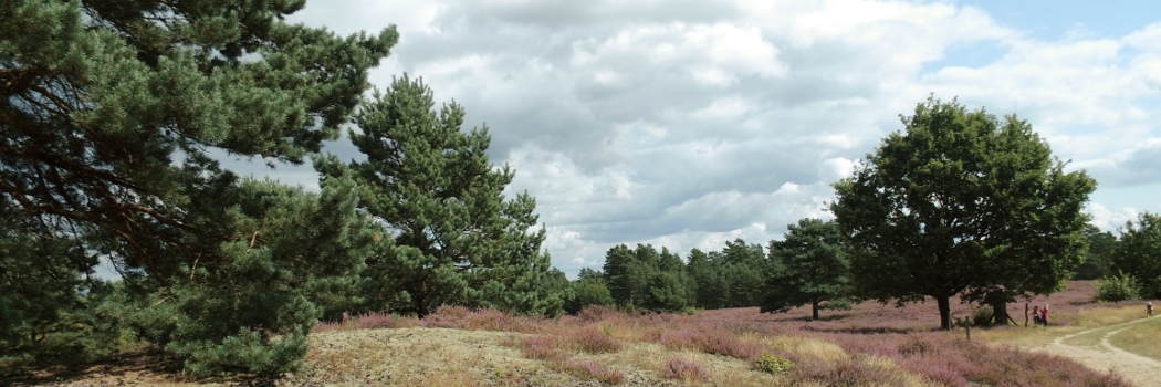 Urlaub in einer Ferienwohnung nahe der Bodenteicher Heide